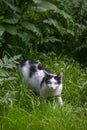 The bicolour street cat in the garden