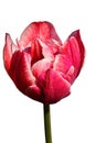 Bicoloured pink to white flower of hybrid tulip cultivar Lee Van Der Mark Royalty Free Stock Photo