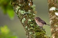 Bicoloured Wren, Campylorhynchus griseus, from Colombia. Bird in the green nature habitat. Wren sitting on the tree trunk. Royalty Free Stock Photo