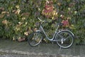 Bicycle against a wall covered in Virgina creeper