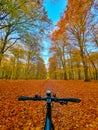 Bicycle in autumn orange park. Denmark Europe Royalty Free Stock Photo