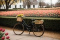 A bicycle with a basket full of fresh tulips