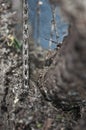 Bicycle chain covered with mud Royalty Free Stock Photo