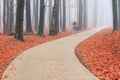 Bicycle concrete in the autumn forest Royalty Free Stock Photo