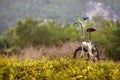 Bicycle detail close up with bokeh background. Royalty Free Stock Photo