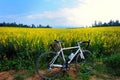 Bicycle in the garden