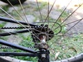 Bicycle gear speed that is worn and rusty but can still be used