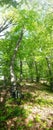 Bicycle in the green forest on path