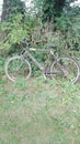 Bicycle in a Hedgerow