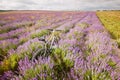 Bicycle on a lavender field