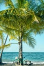 Bicycle leaning on a palm tree