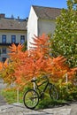 Bicycle next to a bush autumn time