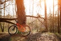 A Bicycle with an orange frame is leaning against a tree.