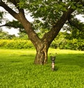 Bicycle in a park under the tree. Royalty Free Stock Photo
