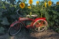 Bicycle Parked at Edge of Sunflower Field Royalty Free Stock Photo