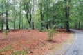 Bicycle path through autumn forest of Dutch National Park Veluwe Royalty Free Stock Photo