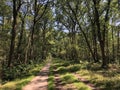 Bicycle path through the forest around Heemserveen