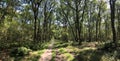 Bicycle path through the forest around Heemserveen