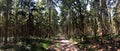 Bicycle path through the forest around Heemserveen