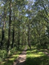 Bicycle path through the forest around Heemserveen