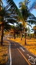 Bicycle path among palm trees and sunset Taiwan Kaohsiung Royalty Free Stock Photo