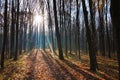 Bicycle pathway track covered with fallen leaves on a beautiful early misty late autumn morning, empty forest enjoy first sun rays Royalty Free Stock Photo