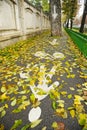 Bicycle And Pedestrian Lane In Autumn Royalty Free Stock Photo