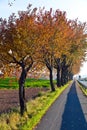 Bicycle and pedestrian lane under trees Royalty Free Stock Photo