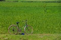 The bicycle and the rice field Royalty Free Stock Photo