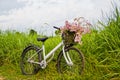 Bicycle in the rice field