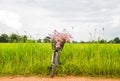 Bicycle in the rice field