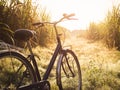 Bicycle ride outdoor Summer meadows field sunrise