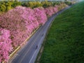 Bicycle road with pink flowe in Bangpra lake Royalty Free Stock Photo