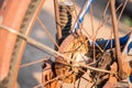 Bicycle`s detail view of rear wheel with chain & sprocket Royalty Free Stock Photo