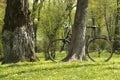 Bicycle in a spring park on a green grass under tree Royalty Free Stock Photo