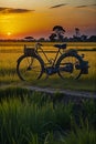 Bicycle at Sunset in the middle of rice fields.