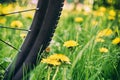 Bicycle tire among blossoming yellow dandelions. Bicycle journey concept