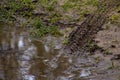 Bicycle tire tracks in the mud Royalty Free Stock Photo