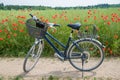 Bicycle tour on country lanes along faded rapeseed fields with poppies