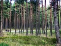 Bicycle touring in Lithuaniannature