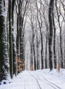 bicycle tracks on snow covered bicycle road in dutch forest