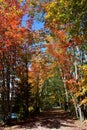 trail through the colourful Laurentian Fall forest