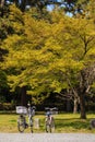 Bicycle under the tree