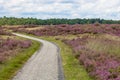 Bicycle war through the heathland of the hoge veluwe. Royalty Free Stock Photo