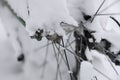 Bicycle wheel covered with snow in winter closeup