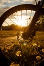 Bicycle wheel in the field at sunset. Close-up of a hydraulic brake disc Royalty Free Stock Photo