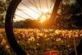 Bicycle wheel in the field at sunset. Close-up of a hydraulic brake disc Royalty Free Stock Photo