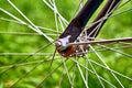 Bicycle wheel with hub close up on the grass background Royalty Free Stock Photo