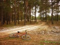 Bicycle in the Woods