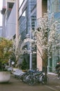 Bicycles and Cherry Trees in OMSI District of Portland, Oregon